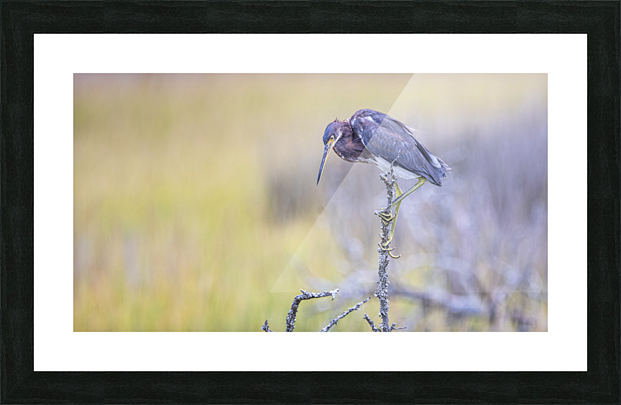 2022 Sept 27 TricoloredHeron02 Picture Frame print