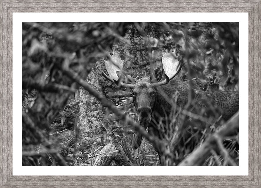 Pssst ...over here.  Framed Print Print