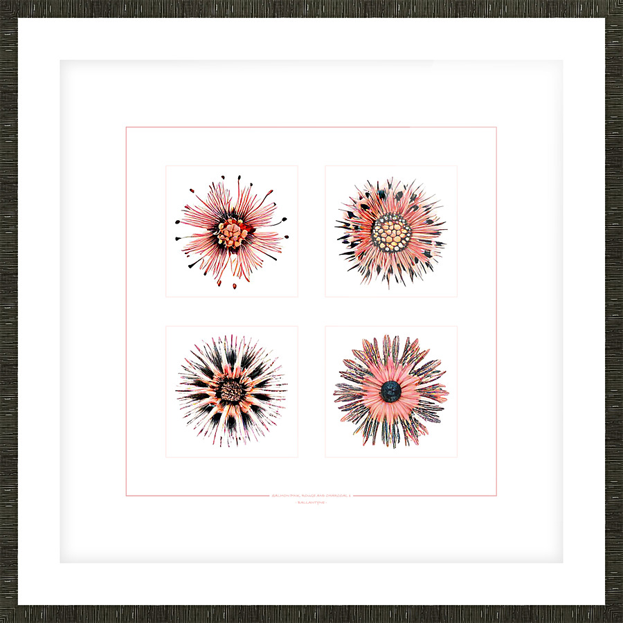 Starburst 2x2   Salmon Rouge and Charcoal 1 Picture Frame print