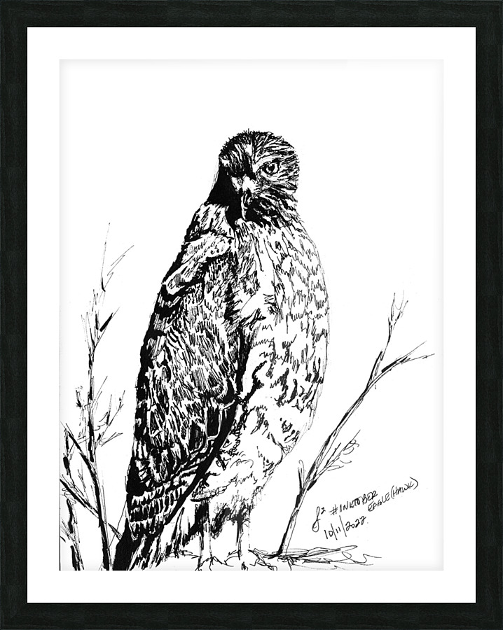 Hawk Picture Frame print