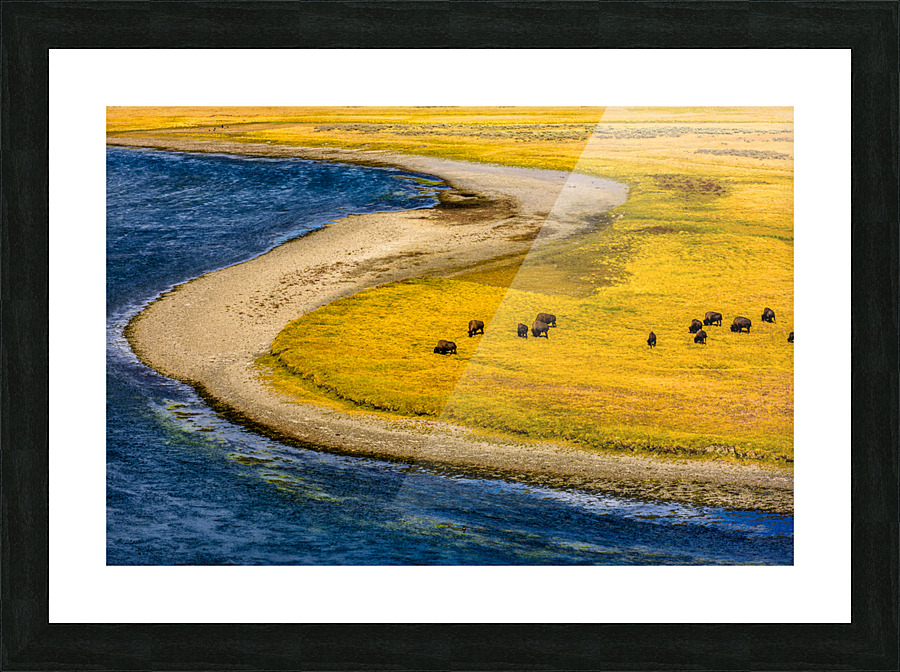 Buffalo by water Yellow Stone  2  2 2 Picture Frame print