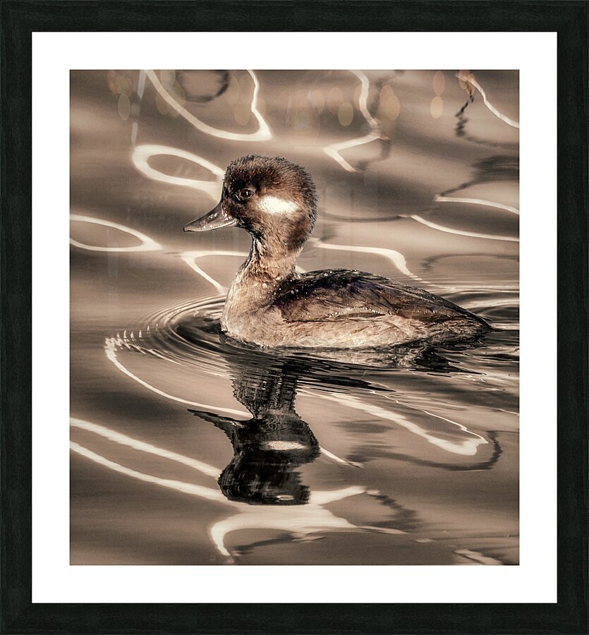Sepia Bufflehead Picture Frame print