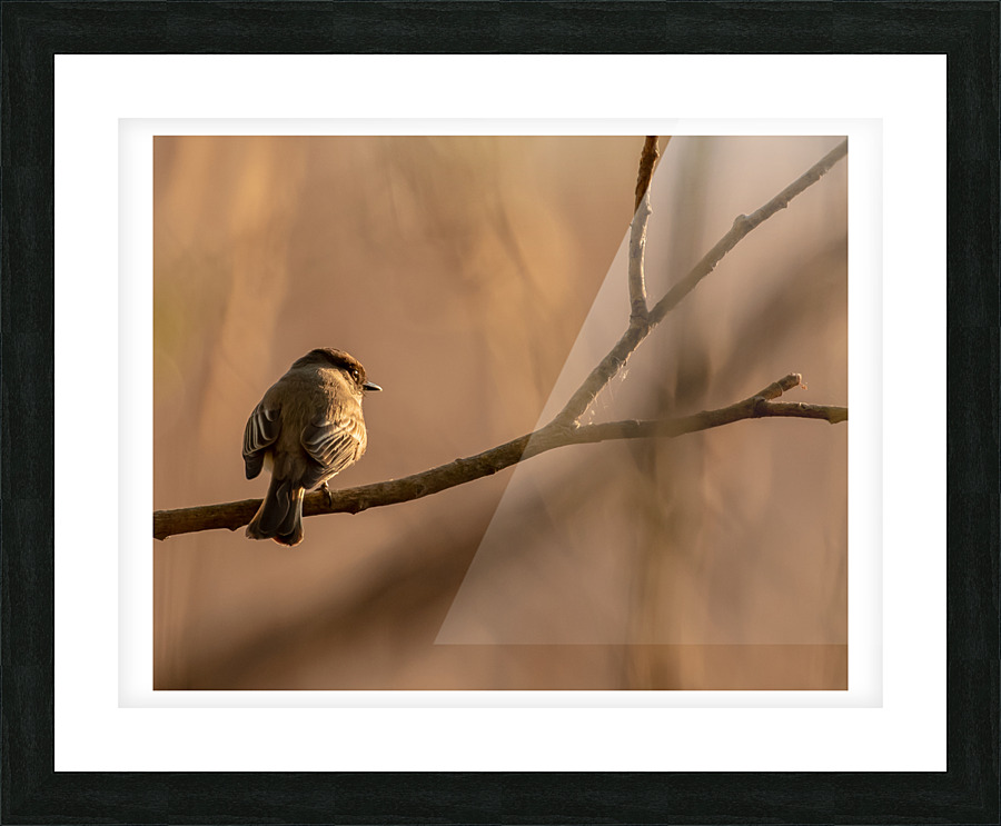 Watching Sunset Picture Frame print