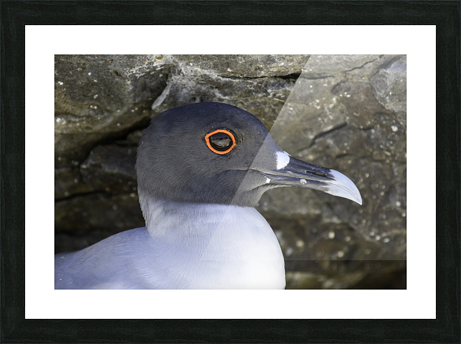 Swallow tailed Gull Picture Frame print