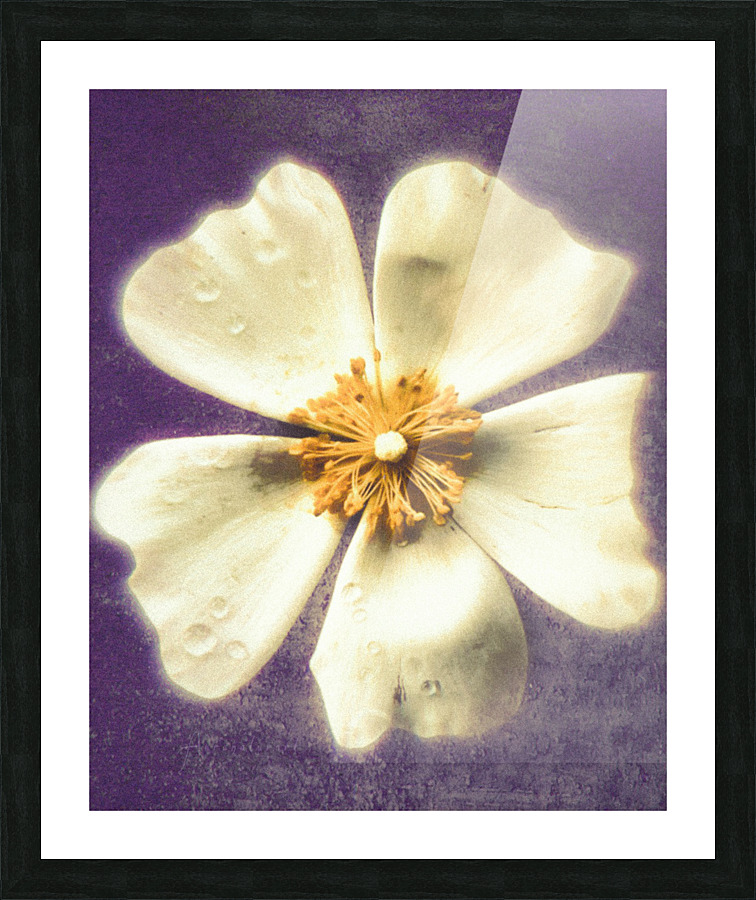 Jewel [ Winter Dream ] Picture Frame print