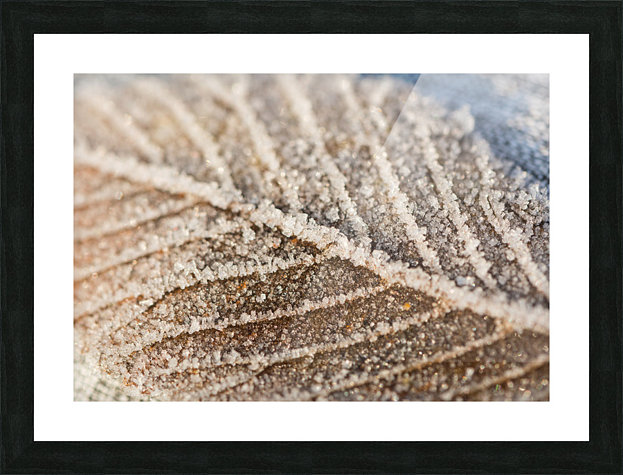 Frozen Leaf Picture Frame print