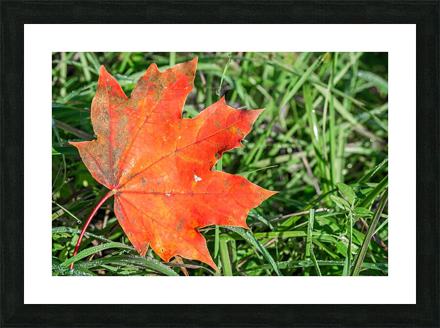 Red Maple Leaf Picture Frame print