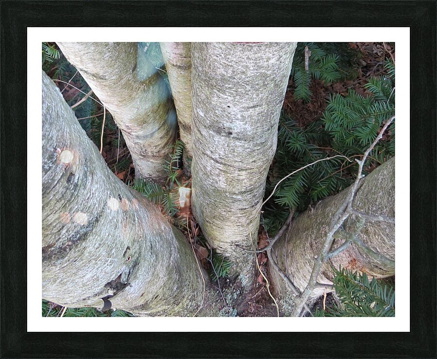 Among the Birches  Picture Frame print