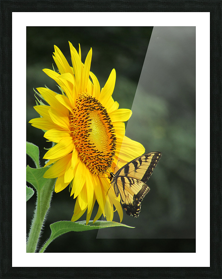 Pollen Miner Picture Frame print