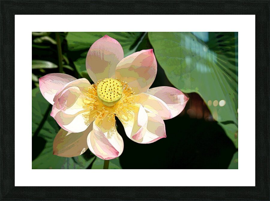 IMG 5539 A2 Picture Frame print