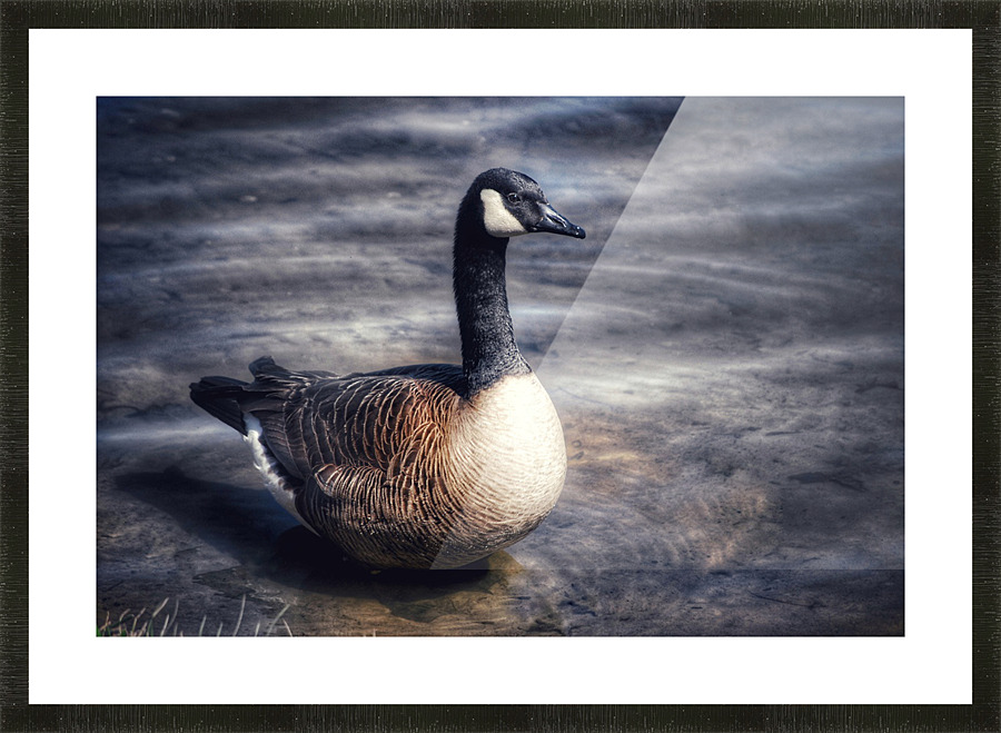 Canada Goose  Picture Frame print