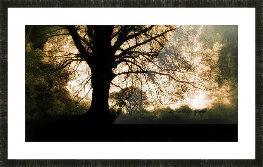Oak Tree Picture Frame print