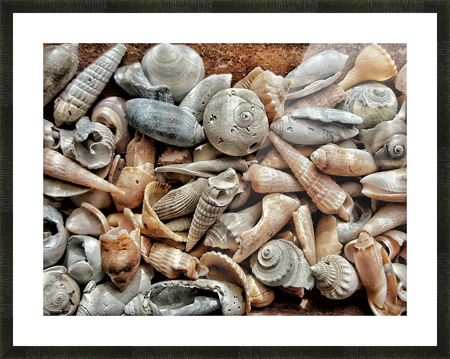 Seashells  Picture Frame print