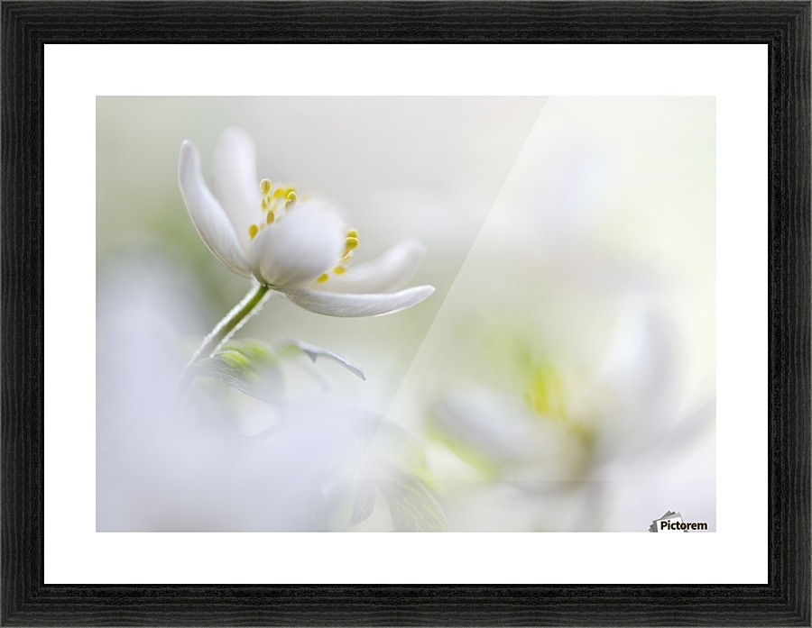 White Spring Picture Frame print