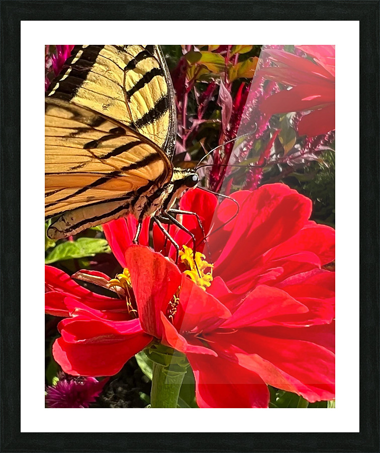 Tiger tail and Nectar Picture Frame print