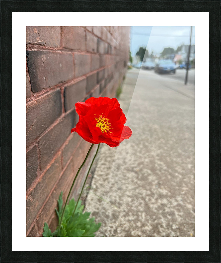 Stand alone poppies Picture Frame print