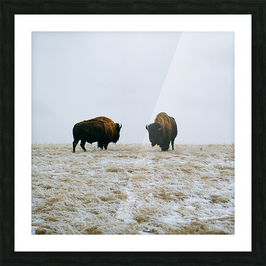 Buffalo By The Badlands Picture Frame print