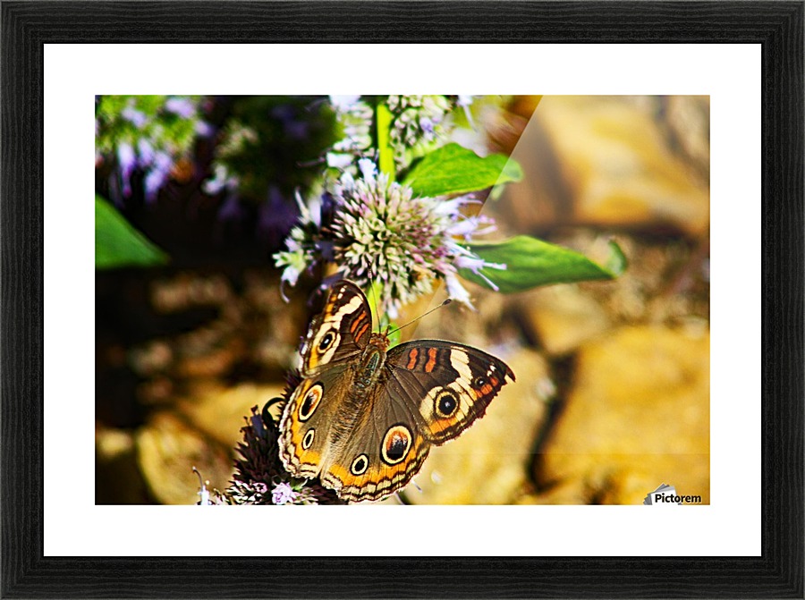 Buckeye Erfly On The Move Don Baker Canvas Buckeye Erfly On The Move Picture Frame Printing