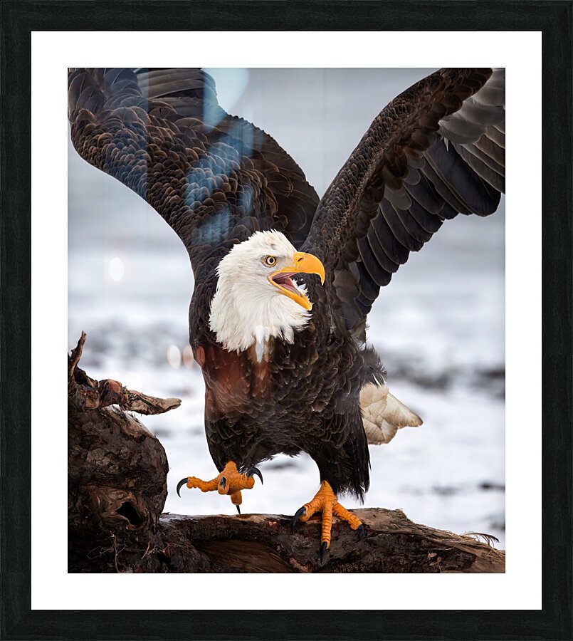 Dancing Eagle Picture Frame print