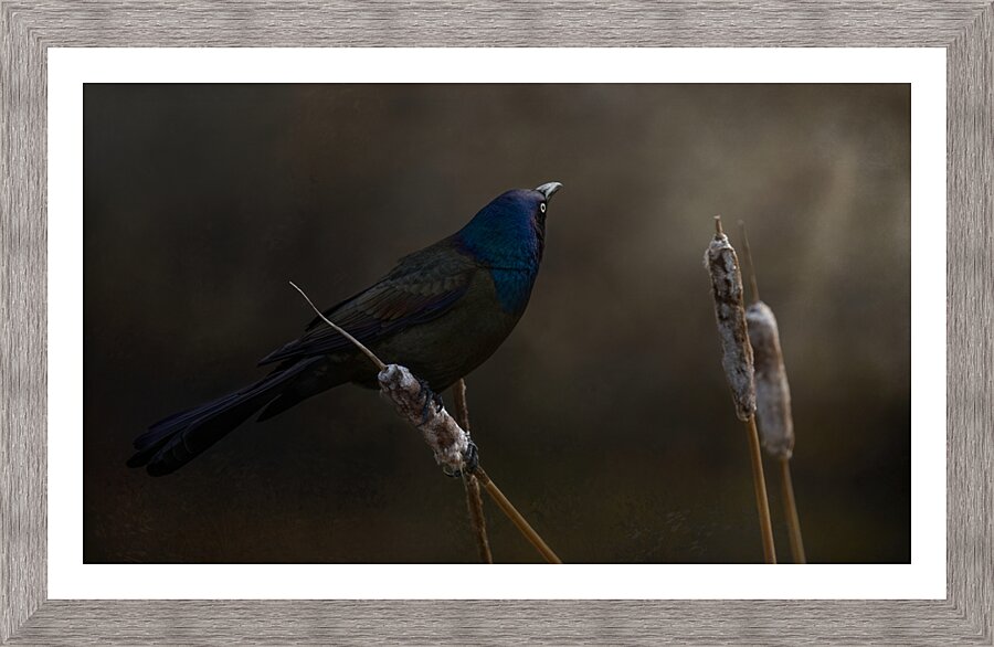 Look_Away Picture Frame print