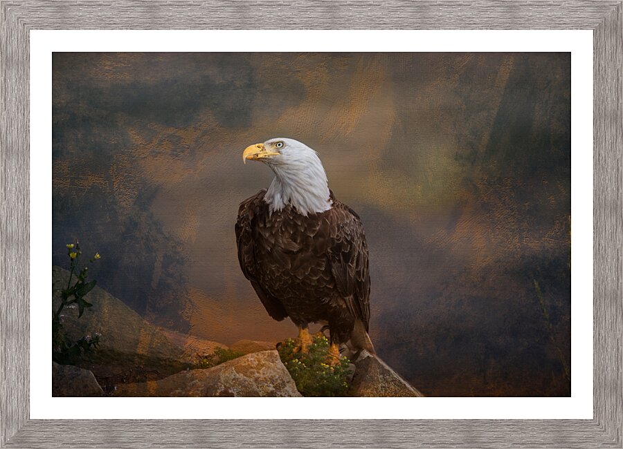 Watching Picture Frame print