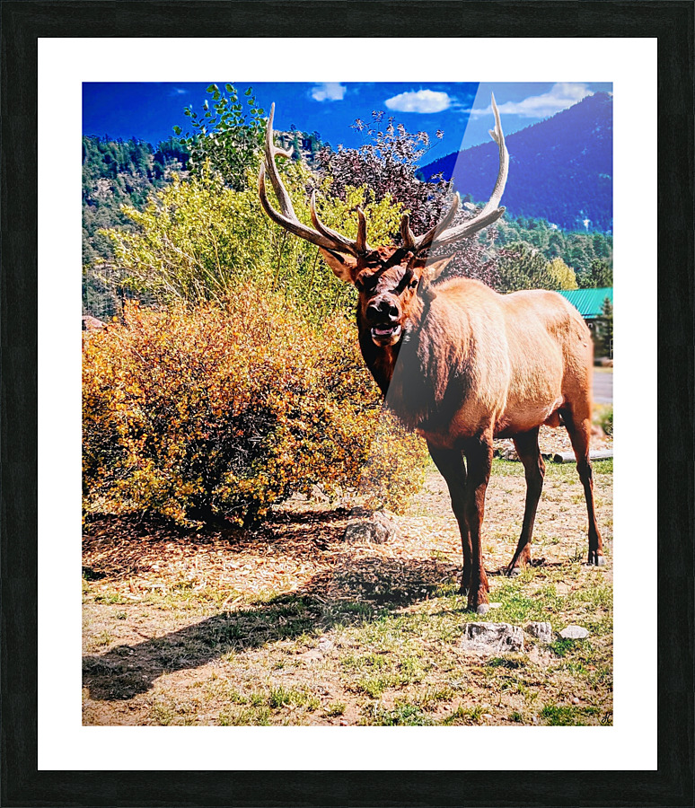 Mister Sweet Face Picture Frame print