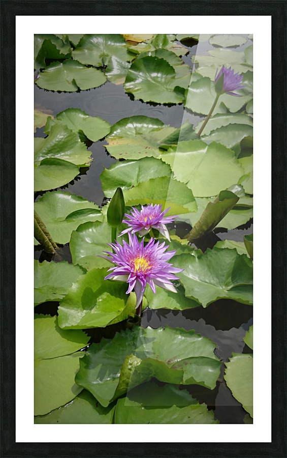 Purple Water Lilies Picture Frame print