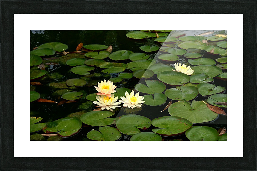 Yellow Water Lilies Picture Frame print