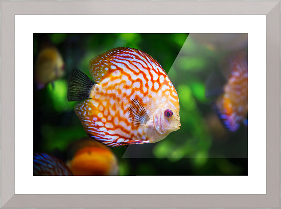 3640 Picture Frame print