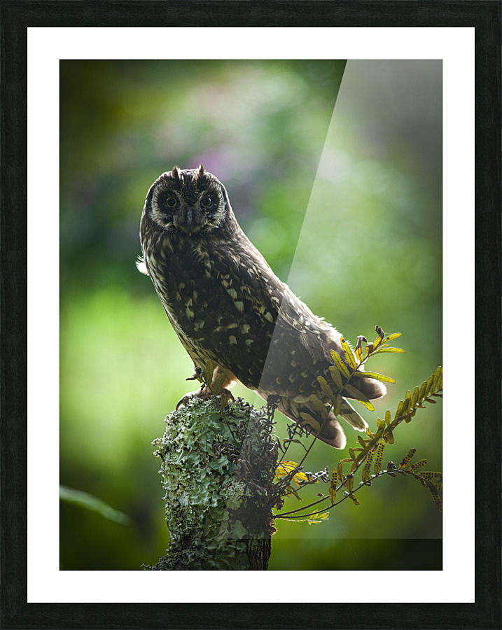 Owl on Perch Picture Frame print