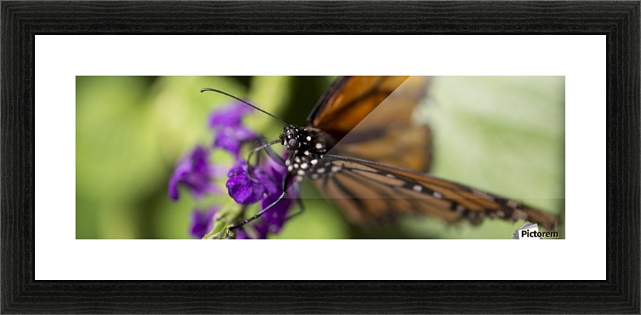 Butterfly Eye Picture Frame print