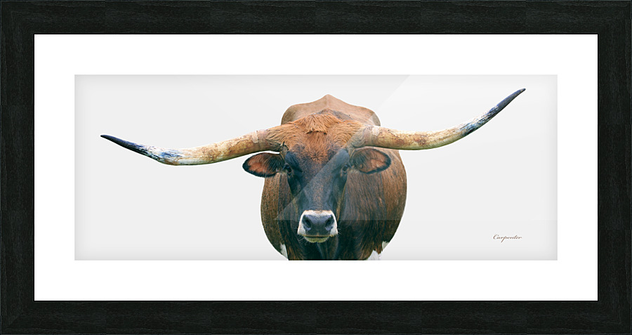Longhorn Cow - Wide Format - Off White Background Picture Frame print
