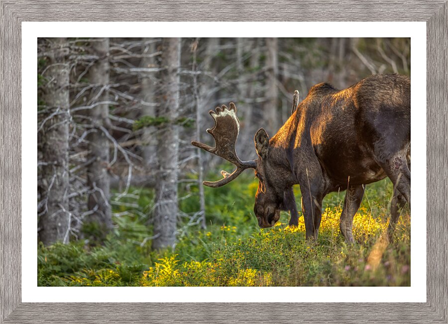 Golden_Hour_Moose Picture Frame print