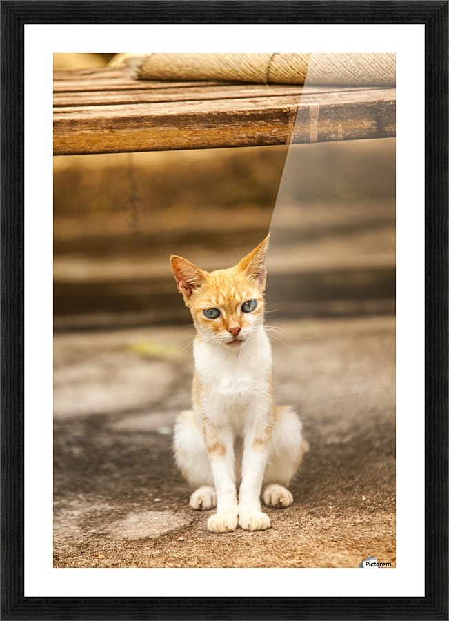 IMG_1320 Picture Frame print