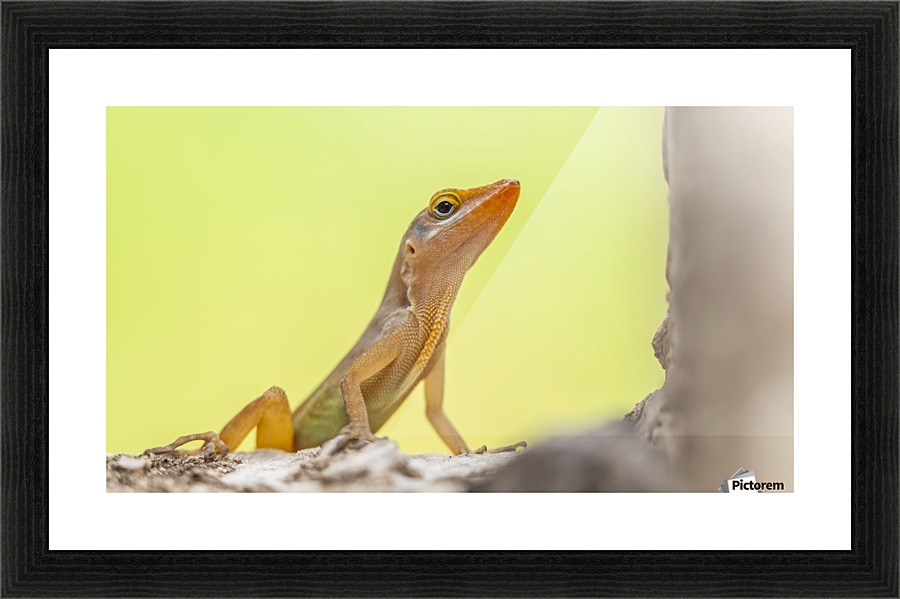 IMG_1279 Picture Frame print