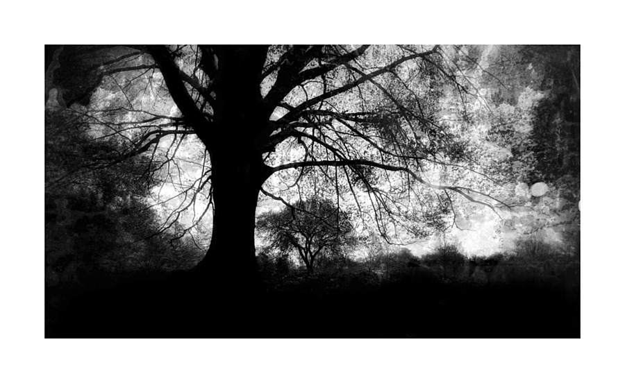 Oak Tree  B&W Picture Frame print
