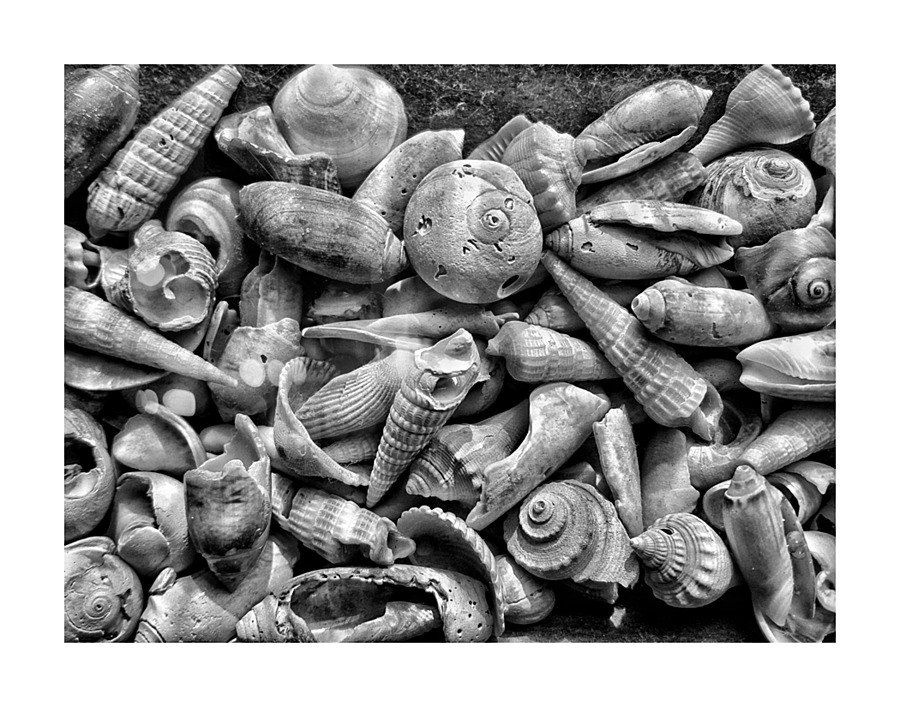 Seashells B&W Picture Frame print