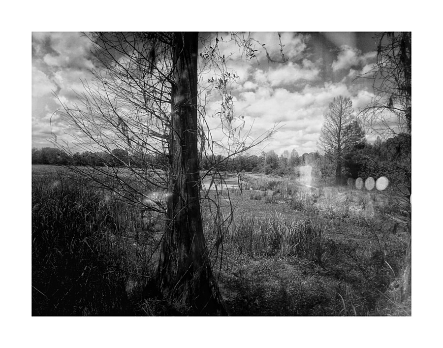 Tree in Field  B&W Picture Frame print