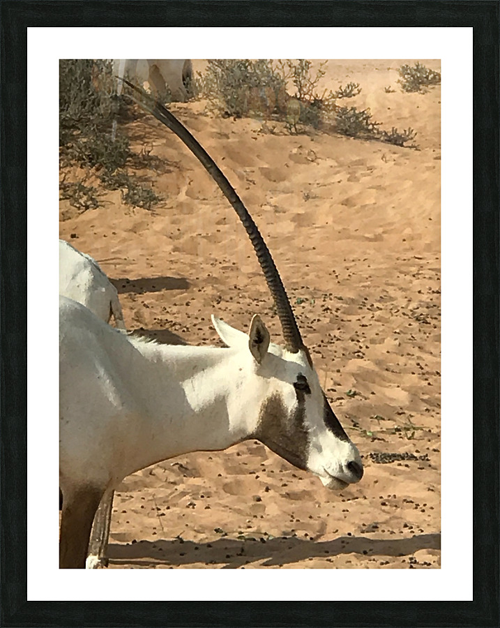 Arabian Oryx: Dubai United Arab Emirates Picture Frame print