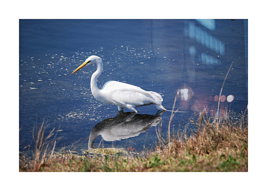 Egret  Picture Frame print