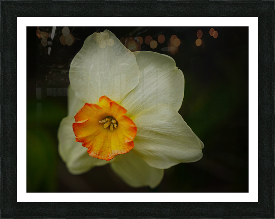 Narcissus I Picture Frame print
