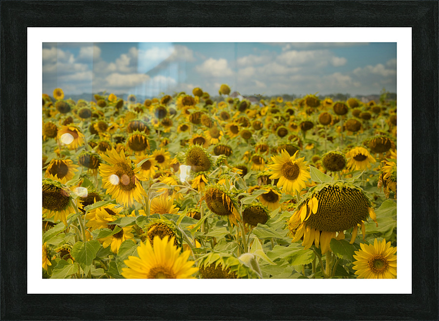 Sunflower Field I - Summer Decay Picture Frame print