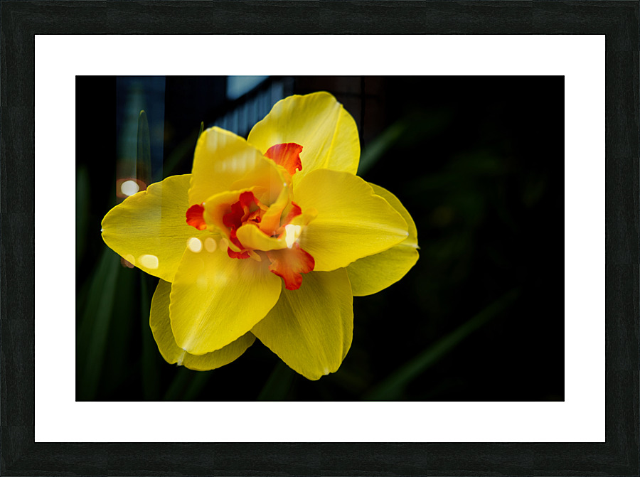 Narcisuss II Picture Frame print