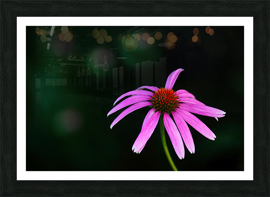 Wild Coneflower I Picture Frame print