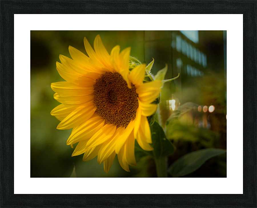 Sunflower Picture Frame print