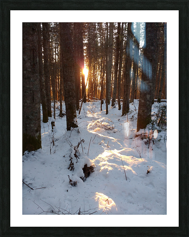 Lumiere de la foret Picture Frame print