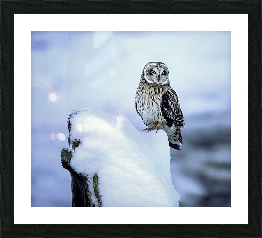 Short Eared Owl - Snow Picture Frame print