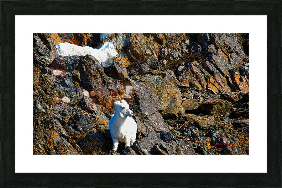 Sheep pair on ledge Seward highway Picture Frame print