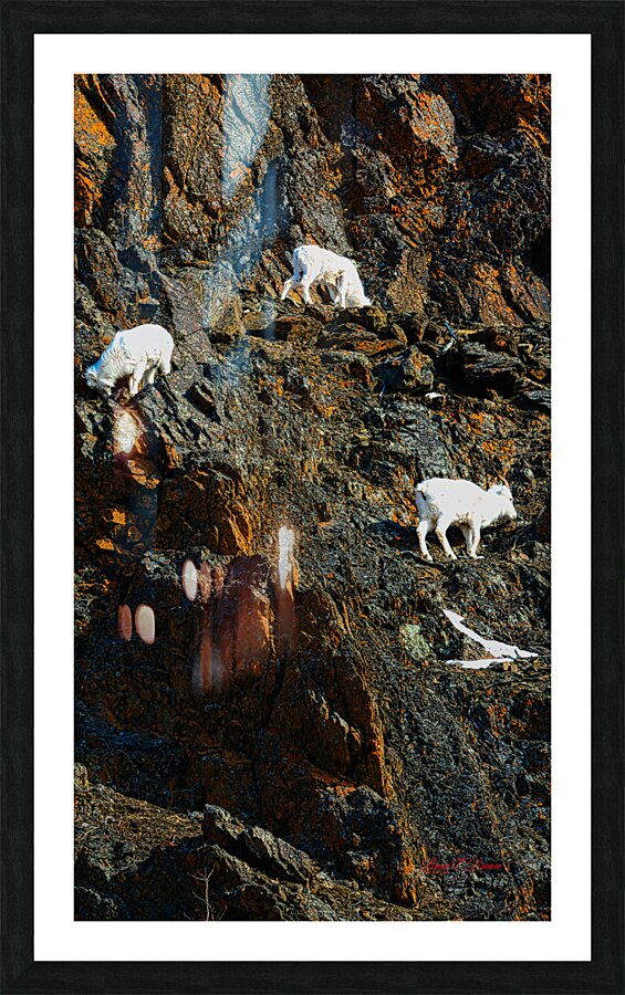 Sheep triplet on ridge Seward highway Picture Frame print