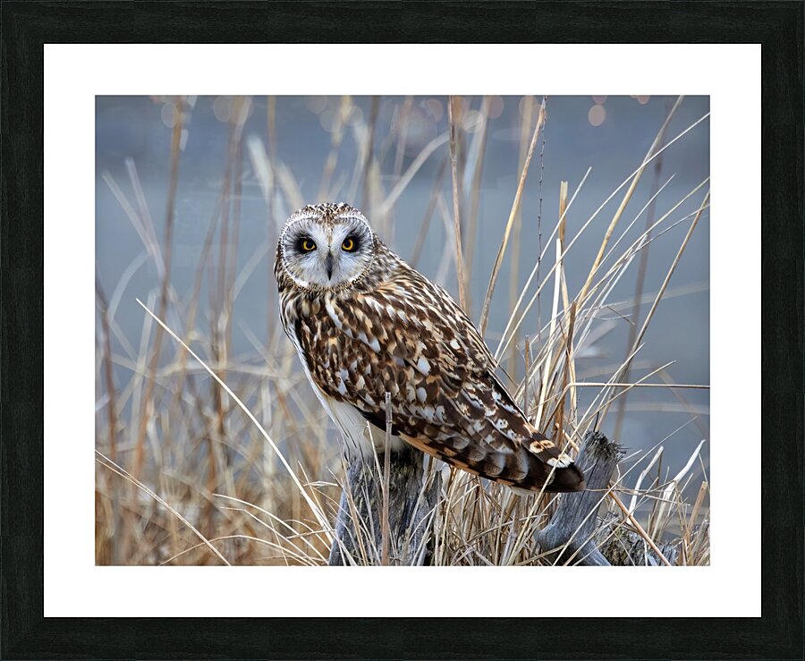 Short Eared Owl Picture Frame print